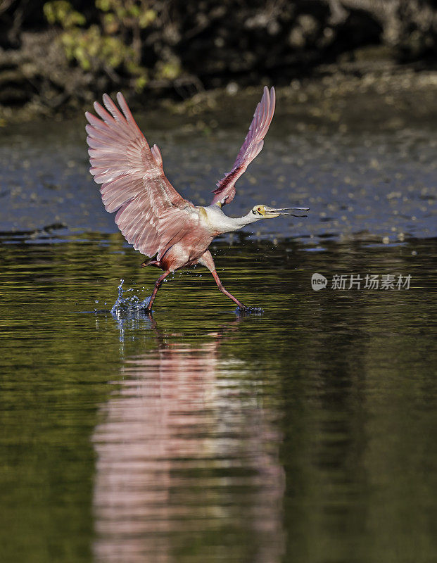 玫瑰色琵鹭，Platalea ajaja, Ajaia ajaja, Audubon Alafia银行鸟类保护区;鸟岛;希尔斯堡惨案湾;坦帕湾;佛罗里达。飞行和着陆。